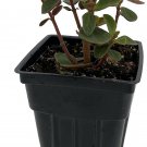 Verticillata Log Red Peperomias Vibrant Easy To Grow Indoors Live Plant 2.5" Pot