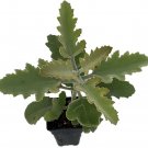 Kalanchoe Strand Silver Succulent Silvery Gray Leaves House Live Plant 2.5" Pot