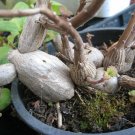 Plectranthus Ernstii Zen Buddha Swedish Ivy Plant 2.5" Pot Houseplant or Bonsai