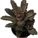 Kalanchoe Tomentosa Soldier Chocolate Succulent Indoor & Out Live Plant 2.5" Pot