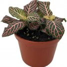 Nerve Veined Fittonia Mini Pink Easy To Grow House Terrarium Live Plant 2.5" Pot