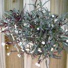 Hemigraphis Dragon's Tongue Plant Terrarium Fairy Garden Houseplant 2.5" Pot