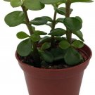 Portulacaria Afra Spekboom Miracle Indoor Live Plant Mini Jade 2.5" Pot