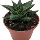 Iimifolia Washboard Fairies Haworthias Succulent In & Out Easy Live Plant 2" Pot