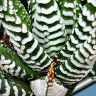 Haworthia Fasciata Super Zebra Plant Easy To Grow House Hard To Kill 2.5" Pot