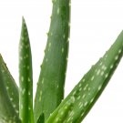 Aloe Vera Indoor House Plant in 4" Grow Pot