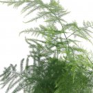 Asparagus Fern Leaf Plumosus Live Plant 2.5" Pot Easy to Grow Houseplant Indoor