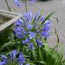 Agapanthus Cloud Storm Long Summer Purple Blue Flower Garden Live Plant 2.5" Pot