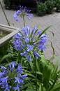 Agapanthus Cloud Storm Long Summer Purple Blue Flower Garden Live Plant 2.5" Pot