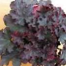 Heuchera Bells Black Knights Heurekas Coral Perennial Garden Live Plant 2.5" Pot