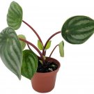 Peperomia Watermelon Interesting Foliage Very Easy Grow House Live Plant 2" Pot