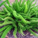 Asparagus Densiflorus Meyerii Foxtail Fern 2.5"Pot Easy Grow Live Plant Indoor