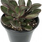 Echeveria Rose Nodulosa Desert Painted Easy To Grow In & Out Live Plant 2.5" Pot