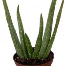 Medicine Aloe Vera Indoor Live Plant 2.5" Pot