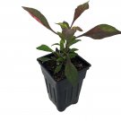 Alternanthera Coat Red Biblical St. Joseph's Easy To Grow Houseplant 2.5" Pot