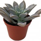 Paraguayense Graptopetalum Ghost Easy To Grow In And Out Live Plant 2.5" Pot