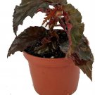 Begonia Black Concord Baby Pink Flower Terrarium Garden Home Live Plant 2.5" Pot