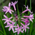 Tulbaghias Garlics Society Herb Lilac Pink Indoors & Outdoor Live Plant 2.5" Pot