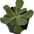 Echeverias Raindrops Easy To Grow Succulent Indoor & Outdoor Live Plant 2.5" Pot