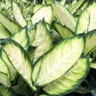 Dieffenbachia Plant Tropic Marianne Live Houseplant Exotic & Easy to Grow 2.5" P