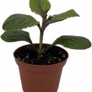 Plectranthus Swedish Black Gothic Ivy Easy To Grow House Live Plant 2.5" Pot