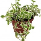 Sedum Succulent Little Missy Live Plant Flowers Indoors Outdoor Garden 2.5" Pot