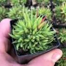 Anguvstifolia Leaved Narrow Haworthia Indoors & Outdoor Live 2 Plants In 1" Pots