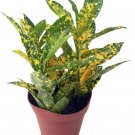Croton Gold Dust Plant Indoor 4" Pot Colorful Live Houseplant
