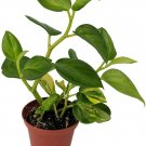 Peperomia Obtusifolia Creme n' Green Rubber Baby Var Indoor Live Plant 2.5" Pot