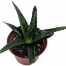Haworthia Pentagona Indoor Live Plant Houseplant 3" Pot Oudoor Garden