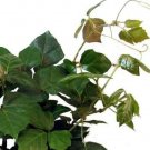 Cissus Rhombifolia Grape Ivy Live Plant 2.5" Pot Indoor Great Houseplant