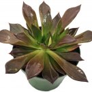 Echeveria Black Prince Cactus Indoor Live House Plant 2.5" Pot