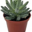 Pachyphytum Succulent Jewel Desert Little Rose Compactum Home Plant 2.5" Potv
