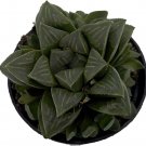 Retusa Giant Green Haworthia Collector's Series In & Outdoor Live Plant 2.5" Pot