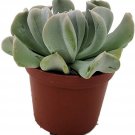 Echeveria Runyonii Turvy Topsy Succulent 2 Pack Easy To Grow In Out Plant 2" Pot