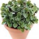 Callisia Repens Turtle Vine Green Bolivian Inch Jewel House Live Plant 2.5" Pot