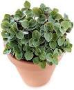 Callisia Repens Turtle Vine Green Bolivian Inch Jewel House Live Plant 2.5" Pot