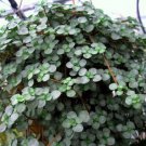 Pilea Glauca Biblical Job's Tears Blue Baby Tears 2.5" Pot Indoor Houseplant