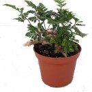 Davallia Rabbit's Foot Fern Live Plant 2.5" Pot Perfect for Fairy Gardens