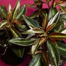 Peperomia Metallica Mini Easy Fairy Garden House Terrarium Live Plant 2.5" Pot