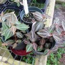 Trinervis Red And Silver Peperomia Creeper Easy Grow Indoor Live Plant 2.5" Pot