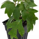 Rhombifolia Leaf Oaks Cissus Grape Ellens Danica Ivy Indoors Live Plant 2.5" Pot