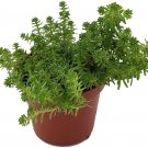 Stonecrops Goldmoss Sexangulare Sedums Excellent Rock Garden Live Plant 2.5" Pot