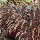 Pennisetum Fountain Red Rubrum Ornamental Grass Advena Out Live Plant 2.5" Pot