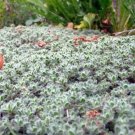 Thymus Pseudolanuginosus Great Groundcover Wooly Hardy Garden Live Plant 3" Pot