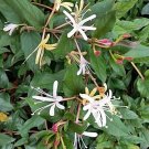 Purpurea Honeysuckle Japanese Lonicera Purple Leaf Japonica Perennial 2.5" Pot