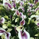 Lily Soft Violet Picasso Mint Cala Green Impressive Purple Flowers 14/16 Cm Bulb