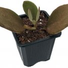 Kalanchoes Orgyalis Coppers Trending Spoons Succulent In & Out Live Plant 2" Pot