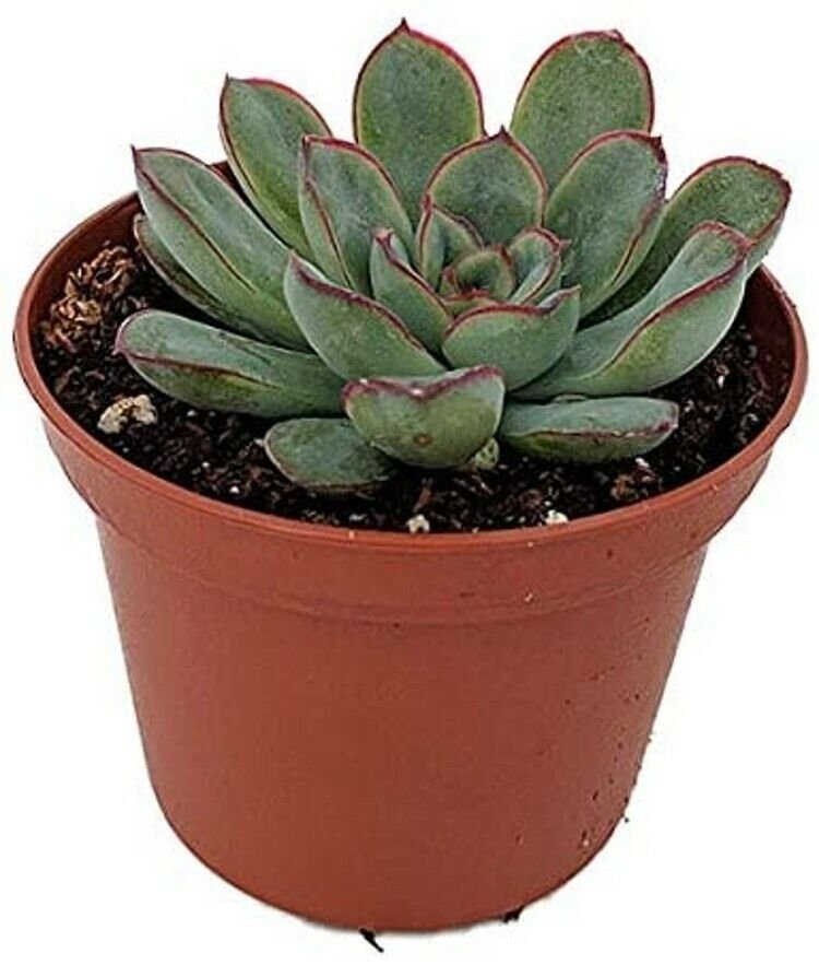 Pulidonis Tipped Red Succulent Desert Echeveria Rose In Or Out Live Plant 2" Pot