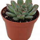 Pulidonis Tipped Red Succulent Desert Echeveria Rose In Or Out Live Plant 2" Pot